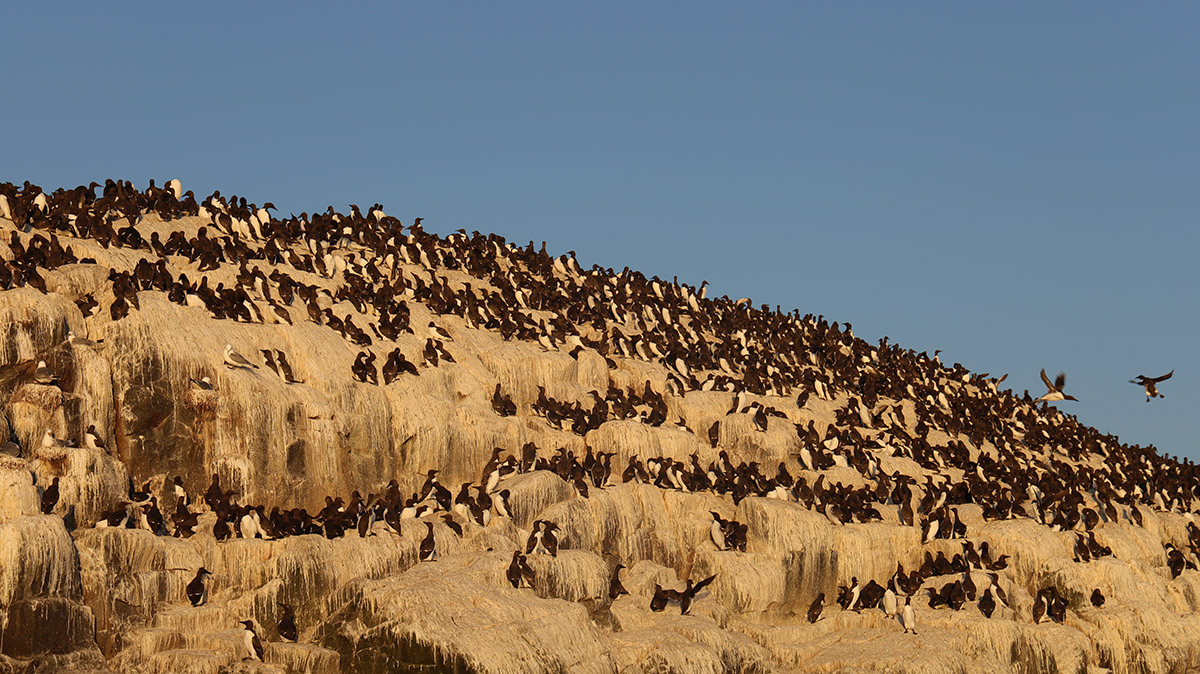 Broedende zeekoeten op de Farne Islands